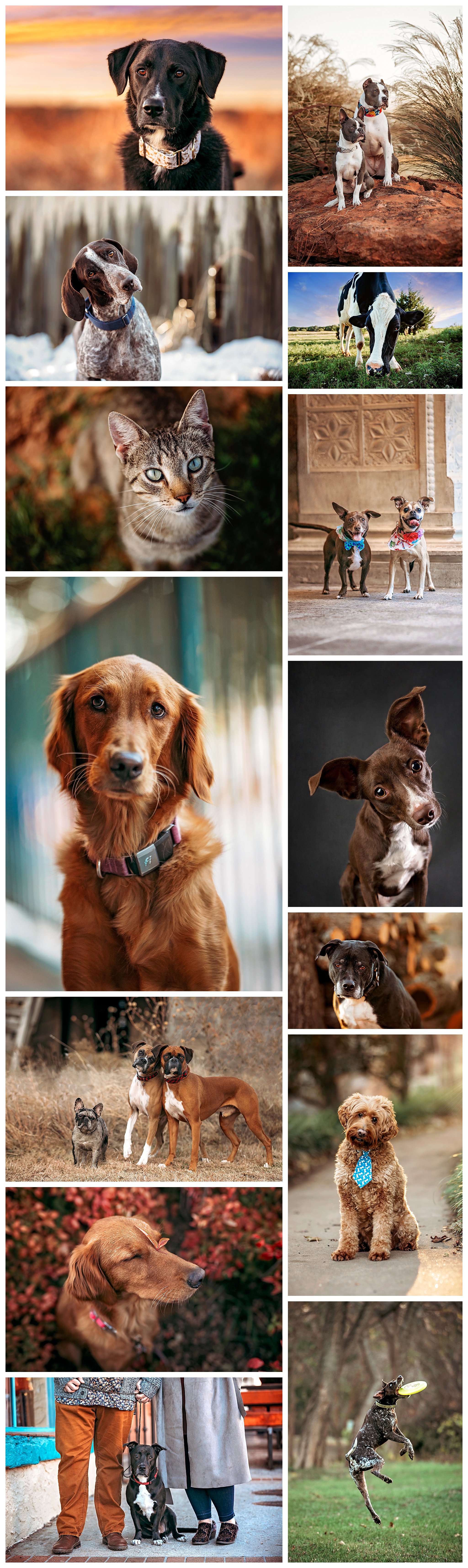 Pet Portraits