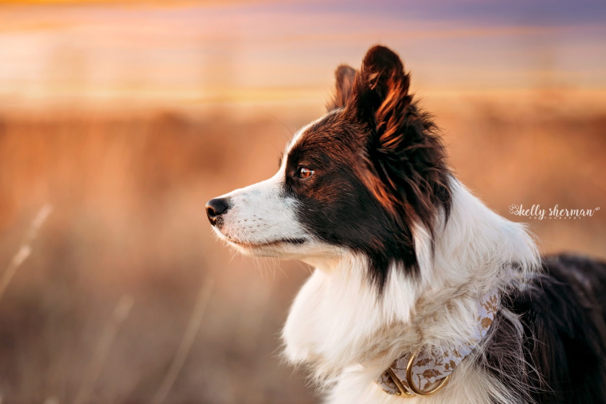 border collie dog, dog photography, pet photography, pet portrait, Oklahoma pet photography, Oklahoma City pet photographer