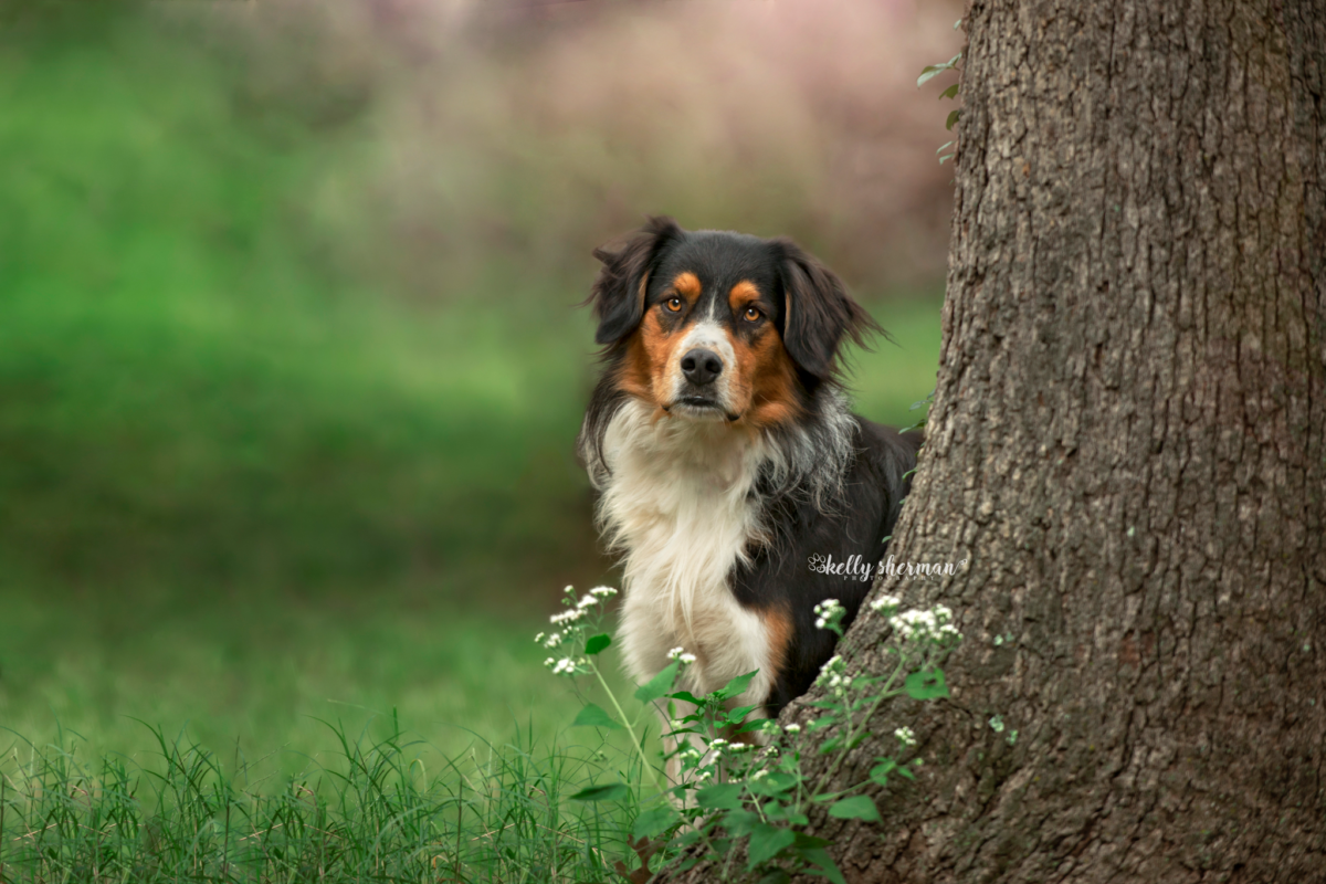 Pet photography, dog photography, Oklahoma City pet photographer, Bernese dog, pet portrait